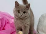 Kalinka - British Shorthair Kitten For Sale - Norwalk&comma; CT&comma; US