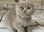 Scottish Fold Kittens For Sale - Scottish Fold Kitten For Sale - Kans City&comma; MO&comma; US
