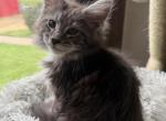 Thor - Maine Coon Kitten For Sale - 