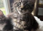 Tank - Maine Coon Kitten For Sale - 