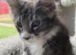 Apollo - Maine Coon Kitten For Sale - Rockford&comma; IL&comma; US