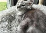 Sterling - Maine Coon Kitten For Sale - Rockford&comma; IL&comma; US