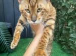 Njord - Toyger Cat For Sale - NY&comma; US