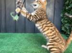 Wulfric - Toyger Kitten For Sale - NY&comma; US