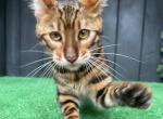 Ugo - Toyger Kitten For Sale - NY&comma; US