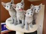Russian Blue Kittens - Russian Blue Kitten For Sale - Montclair&comma; VA&comma; US