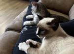 Katherine - Birman Kitten For Sale - Pinellas Park&comma; FL&comma; US