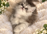 PRINCE - Persian Kitten For Sale - Sand Lake&comma; FL&comma; US