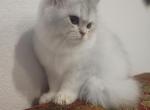 Marcy - American Longhair Kitten For Sale - Westfield&comma; MA&comma; US