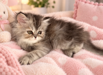 MISTY - Persian Kitten For Sale - Sand Lake&comma; FL&comma; US