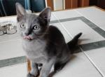 1 Grey male kitten - Domestic Kitten For Adoption - Lawrence&comma; MA&comma; US