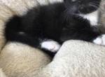 Tuxedo kittens - Domestic Kitten For Sale - South Hadley&comma; MA&comma; US