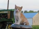 Jaleah - Domestic Kitten For Sale - Myerstown&comma; PA&comma; US