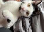 Miso - Domestic Cat For Adoption - Greenville&comma; SC&comma; US
