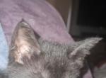 Caracat Chausie Caracal Jungle Cat Domestic - Chausie Kitten For Sale - MI&comma; US