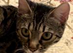 Mississippi - Bengal Kitten For Sale/Service - Jackson&comma; CA&comma; US