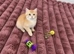Adorable Scottish Straight Boy - Scottish Straight Kitten For Sale - Orlando&comma; FL&comma; US