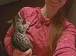 Bengal Kittens Silver and Smoke - Bengal Kitten For Sale - MI&comma; US