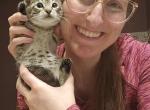 F4 Caracat Chausie Bengal Kittens - Bengal Kitten For Sale - MI&comma; US
