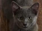 Gidget - Domestic Kitten For Adoption - Chouteau&comma; OK&comma; US