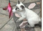 SIAMESE GIRL MANX JUNE 26 - Siamese Kitten For Sale - Bryan&comma; TX&comma; US