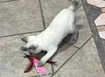 MANX BLUE GIRL - Manx Kitten For Sale - Bryan&comma; TX&comma; US