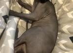 Pepper - Sphynx Kitten For Adoption - Boston&comma; MA&comma; US