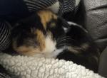 Marsha - Scottish Fold Kitten For Sale - AND&comma; SC&comma; US