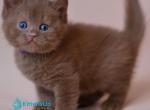 Joker - British Shorthair Kitten For Sale - Norwalk&comma; CT&comma; US