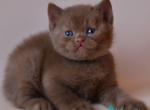 Jasper - British Shorthair Kitten For Sale - Norwalk&comma; CT&comma; US