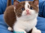 Semi - British Shorthair Kitten For Sale - Norwalk&comma; CT&comma; US