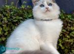 Morris - Ragdoll Kitten For Sale - Norwalk&comma; CT&comma; US