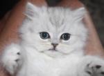 Oliver Shaded Silver Male Persian - Persian Kitten For Sale - Stanton&comma; MO&comma; US