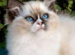 Plusha - Ragdoll Kitten For Sale - Norwalk&comma; CT&comma; US
