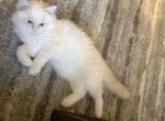 Ragdol - Ragdoll Kitten For Sale - Dearborn&comma; MI&comma; US