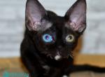 Cooper - Devon Rex Kitten For Sale - Norwalk&comma; CT&comma; US