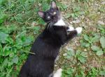 Tuxedo Kitten - Domestic Kitten For Adoption - AL&comma; US