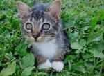 Tabby Kittens - Domestic Kitten For Adoption - AL&comma; US