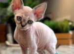 Sugar - Devon Rex Kitten For Sale - Norwalk&comma; CT&comma; US