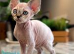Sugar - Devon Rex Kitten For Sale - Norwalk&comma; CT&comma; US