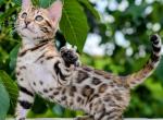 Zuri - Bengal Kitten For Sale - Pembroke Pines&comma; FL&comma; US