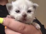 1 kitten Kats Ravishing Ragdolls - Ragdoll Kitten For Sale - 