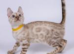 Walter - Bengal Kitten For Sale - Pembroke Pines&comma; FL&comma; US