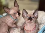 Canadian sphynx girl - Sphynx Kitten For Sale - Westfield&comma; MA&comma; US