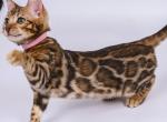 Vanessa - Bengal Kitten For Sale - Pembroke Pines&comma; FL&comma; US