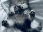 Our First Litter - Persian Kitten For Sale - Delaware&comma; OH&comma; US