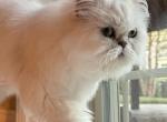 PO - Persian Cat For Sale - Manhattan&comma; NY&comma; US