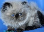 Pupa - Persian Kitten For Sale - Pembroke Pines&comma; FL&comma; US