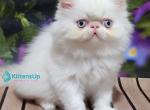 Sultan - Persian Kitten For Sale - Pembroke Pines&comma; FL&comma; US