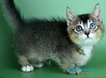 Kai - Munchkin Kitten For Sale - Pembroke Pines&comma; FL&comma; US